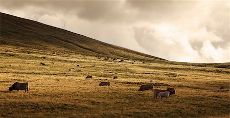 Herd of cattle grazing at high altitude in The Central massif in Auvergne region of France. Photographie de stock - Aubaine LD & Abonnement, Code: 400-06092514