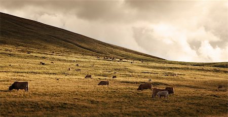 Herd of cattle grazing at high altitude in The Central massif in Auvergne region of France. Stock Photo - Budget Royalty-Free & Subscription, Code: 400-06092514