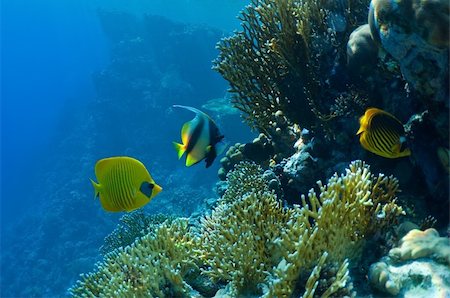 falterfisch - underwater landscape. coral reef and tropical fish. Photographie de stock - Aubaine LD & Abonnement, Code: 400-06092586