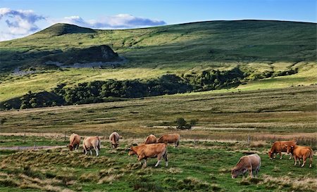 Herd of cattle grazing on the high altitude pasture in The Central Massif in Auvergne region of France. Stock Photo - Budget Royalty-Free & Subscription, Code: 400-06092631