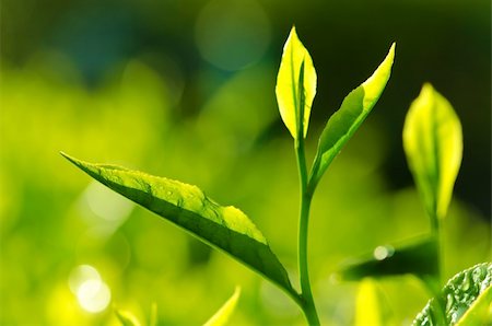 Tea Leaf with morning golden sunlight Stockbilder - Microstock & Abonnement, Bildnummer: 400-06092777
