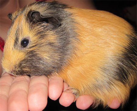 black and orange guinea pig Photographie de stock - Aubaine LD & Abonnement, Code: 400-06092889