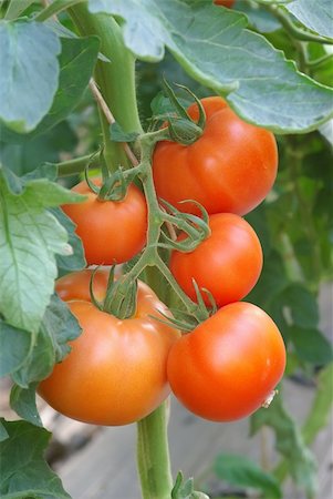 savcoco (artist) - Red tomatoes in a greenhouse Foto de stock - Super Valor sin royalties y Suscripción, Código: 400-06093037