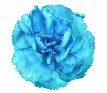 One a blue flower of carnation. Close-up. Isolated on white background. Studio photography. Stock Photo - Budget Royalty-Free & Subscription, Code: 400-06093030