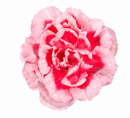 simsearch:400-06095720,k - One a pink flower of carnation. Close-up. Isolated on white background. Studio photography. Stock Photo - Budget Royalty-Free & Subscription, Code: 400-06093031