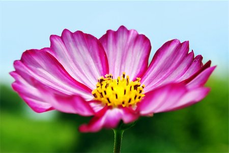 simsearch:630-02220165,k - Pink Flower with Sky and Grass in Background Stock Photo - Budget Royalty-Free & Subscription, Code: 400-06093143