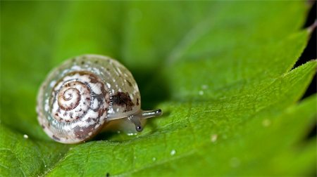 Snail on a leaf a spring day close to Castelvetro Stock Photo - Budget Royalty-Free & Subscription, Code: 400-06093157