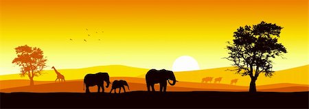 savannah sunset - Silhouette illustration of elephants walking during sunset Stock Photo - Budget Royalty-Free & Subscription, Code: 400-06093227