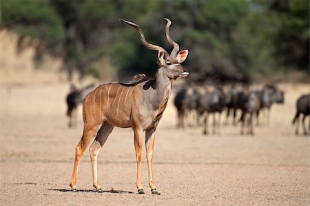 A big male kudu antelope (Tragelaphus strepsiceros), Kalahari desert, South Africa Photographie de stock - Aubaine LD & Abonnement, Code: 400-06093341