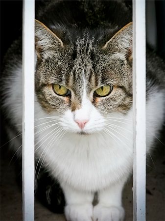 simsearch:400-04789525,k - An image of a cat looking out of the window Stock Photo - Budget Royalty-Free & Subscription, Code: 400-06093385