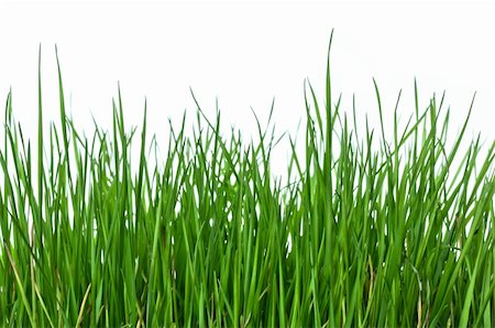 Green and lush grass on white background, horizontal composition Photographie de stock - Aubaine LD & Abonnement, Code: 400-06093654