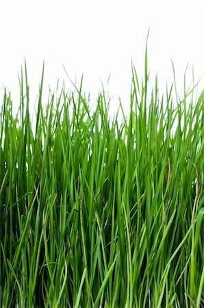 simsearch:400-05316370,k - Green and lush grass on white background, vertical composition Stock Photo - Budget Royalty-Free & Subscription, Code: 400-06093655
