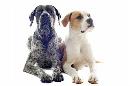 german shorthaired pointer and american bulldog in front of white background Stockbilder - Microstock & Abonnement, Bildnummer: 400-06104138