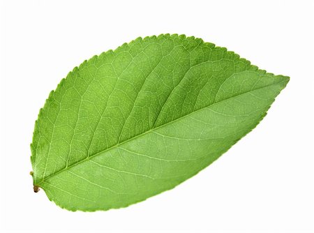 simsearch:400-05906235,k - Single green leaf of apple-tree. Isolated on white background. Close-up. Studio photography. Stock Photo - Budget Royalty-Free & Subscription, Code: 400-06104247