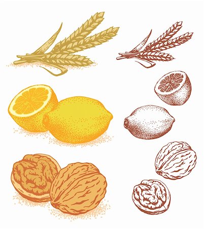 Set of plants. Grain, lemons, walnuts. Vector illustration Stock Photo - Budget Royalty-Free & Subscription, Code: 400-06104261