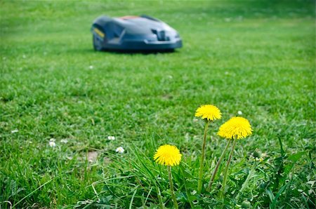 Robot lawn mower with dandelions in foreground Stockbilder - Microstock & Abonnement, Bildnummer: 400-06104315