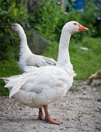 Two white geese standing on a stony way Stockbilder - Microstock & Abonnement, Bildnummer: 400-06104311
