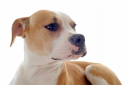 simsearch:400-07819100,k - portrait of a purebred american bulldog  on a white background Photographie de stock - Aubaine LD & Abonnement, Code: 400-06104357