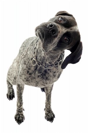 pointer dogs colors - german shorthaired pointer in front of white background Stock Photo - Budget Royalty-Free & Subscription, Code: 400-06104360