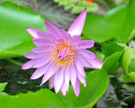 simsearch:400-06556988,k - Blooming pink lotus flower Stock Photo - Budget Royalty-Free & Subscription, Code: 400-06104553