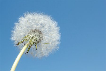 closeup dandelion Blowball flower agains blue sky Stock Photo - Budget Royalty-Free & Subscription, Code: 400-06105568