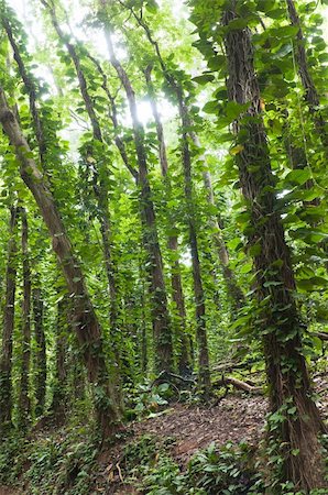 simsearch:400-05195927,k - Dense rain forest with tall trees covered with other plants Stock Photo - Budget Royalty-Free & Subscription, Code: 400-06105574