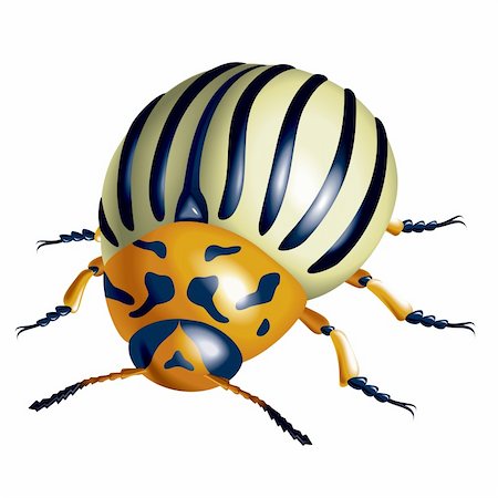 Colorado potato beetle. illustration on white background Stock Photo - Budget Royalty-Free & Subscription, Code: 400-06105591