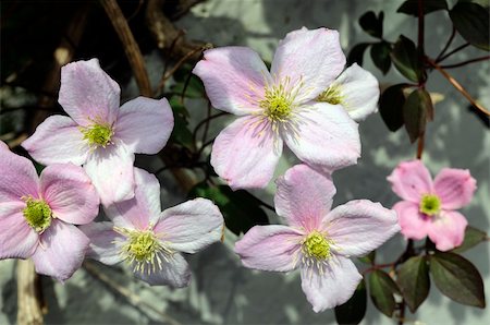 Blossom flower, day at Co. Wicklow mountains. Spring season. Foto de stock - Super Valor sin royalties y Suscripción, Código: 400-06105607