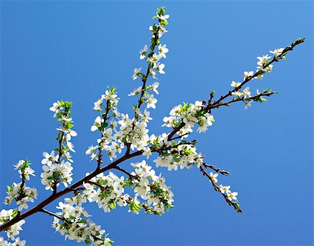 snow-white a flower on a cherry branch against the blue sky Photographie de stock - Aubaine LD & Abonnement, Code: 400-06105701