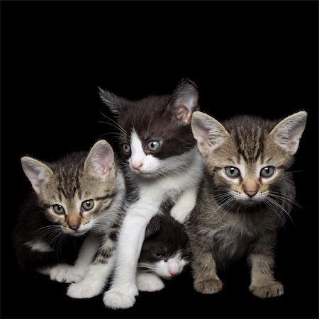 suljo (artist) - Four Young Kittens Isolated on Black Background Foto de stock - Royalty-Free Super Valor e Assinatura, Número: 400-06105760