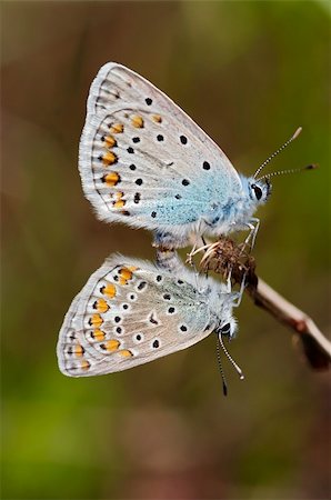 satyr - Detail (close-up) of the satyrid butterflies - meadow brown Stockbilder - Microstock & Abonnement, Bildnummer: 400-06105823