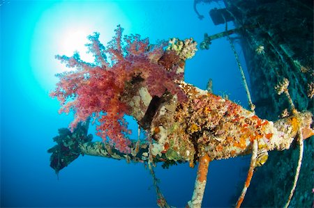 Beautiful large soft corals on an underwater shipwreck in the sun Stock Photo - Budget Royalty-Free & Subscription, Code: 400-06105835