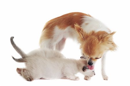 simsearch:400-06389936,k - purebred  chihuahua licking siamese kitten in front of white background Photographie de stock - Aubaine LD & Abonnement, Code: 400-06105833