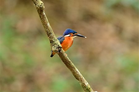 beautiful juvenile female blue-eared kingfisher (Alcedo meninting) sitting on branch Photographie de stock - Aubaine LD & Abonnement, Code: 400-06106024