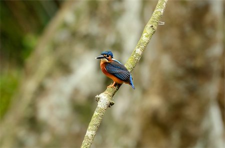 simsearch:400-06770067,k - beautiful juvenile female blue-eared kingfisher (Alcedo meninting) sitting on branch Foto de stock - Super Valor sin royalties y Suscripción, Código: 400-06106023