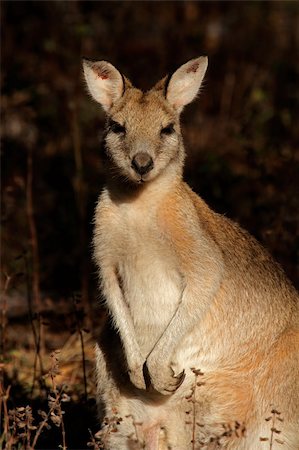 Female Agile Wallaby (Macropus agilis), Kakadu National Park, Northern territory, Australia Stock Photo - Budget Royalty-Free & Subscription, Code: 400-06106295
