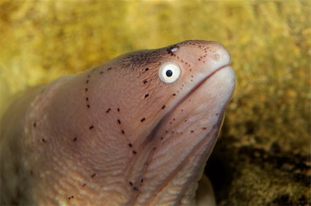 scary animal mouth - Portrait of a geometric moray eel (Gymnothorax griseus) Stock Photo - Budget Royalty-Free & Subscription, Code: 400-06106296