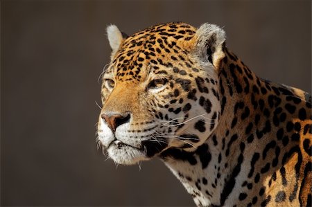 Portrait of a male jaguar (Panthera onca) Photographie de stock - Aubaine LD & Abonnement, Code: 400-06106297