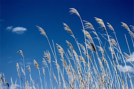simsearch:400-03944472,k - Sedge on a background of beautiful blue cloudy sky Stock Photo - Budget Royalty-Free & Subscription, Code: 400-06106341
