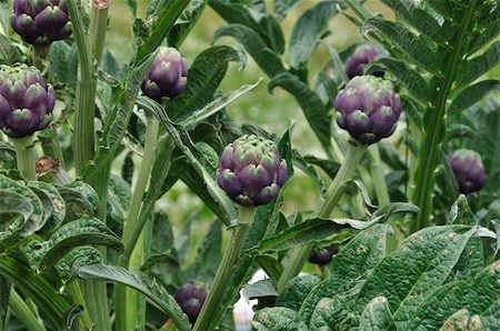 purple artichoke - Artichoke plants closeup. Vegetables plantation in the countryside. Photographie de stock - Aubaine LD & Abonnement, Code: 400-06106360