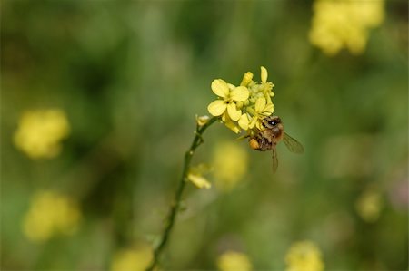 simsearch:400-04909471,k - Bee on a blooming flower. Spring nature background. Photographie de stock - Aubaine LD & Abonnement, Code: 400-06106361