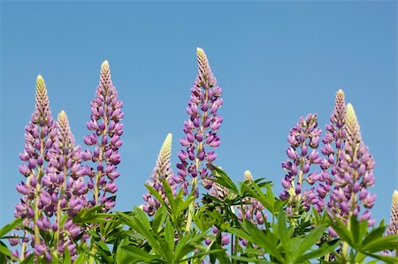 purple full-blown flower lupin on blue sky Stock Photo - Budget Royalty-Free & Subscription, Code: 400-06106374