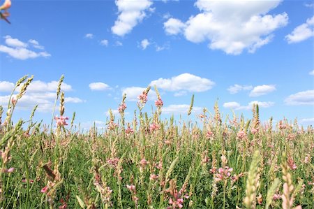 simsearch:400-07097368,k - Spring meadow with beautiful flowers against the blue cloudy sky Photographie de stock - Aubaine LD & Abonnement, Code: 400-06106554