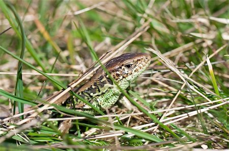 simsearch:400-05734049,k - Common lizard relaxes in the grass Stock Photo - Budget Royalty-Free & Subscription, Code: 400-06106882