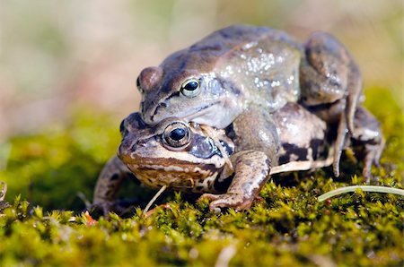 simsearch:400-04442300,k - Male frog on top of another. Photographie de stock - Aubaine LD & Abonnement, Code: 400-06106966