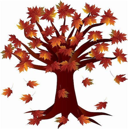Autumn Maple Tree  in Fall Season Illustration Isolated on White Background Stock Photo - Budget Royalty-Free & Subscription, Code: 400-06107605