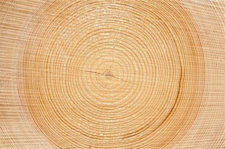 pine abstract - slice of wood timber natural background Stock Photo - Budget Royalty-Free & Subscription, Code: 400-06107636