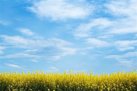 field of yellow rape with blue sky and space for text Stock Photo - Budget Royalty-Free & Subscription, Code: 400-06107632