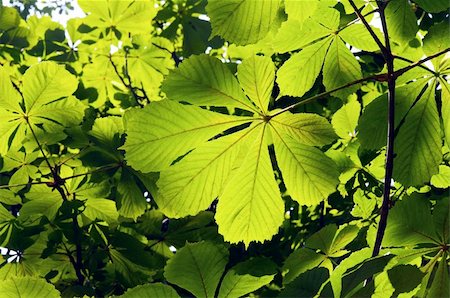 simsearch:400-04318786,k - The light green spring leaves of chestnut Foto de stock - Super Valor sin royalties y Suscripción, Código: 400-06107743