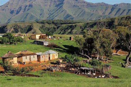 south africa and shack - Rural settlement with livestock, South Africa Photographie de stock - Aubaine LD & Abonnement, Code: 400-06107787